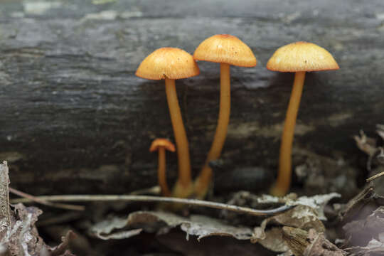 Image of Hygrocybe miniata (Fr.) P. Kumm. 1871