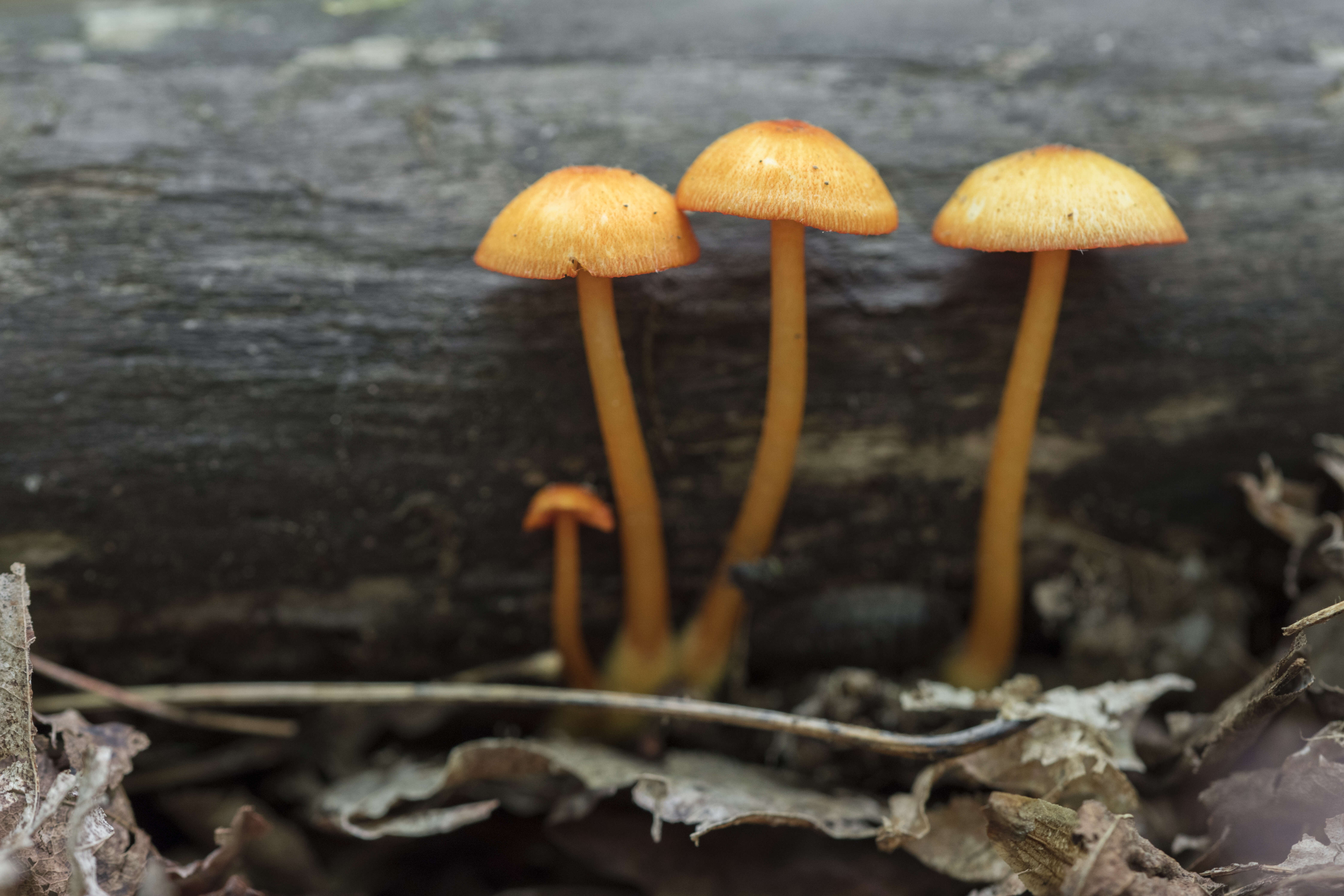 Image of waxcaps (fungi)