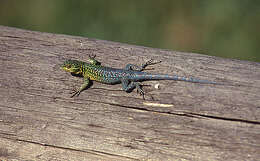 Image of Thin Tree Iguana