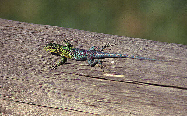 Image of Thin Tree Iguana