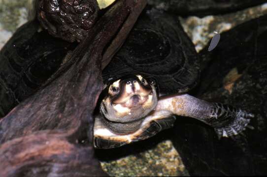 Image of black marsh turtle