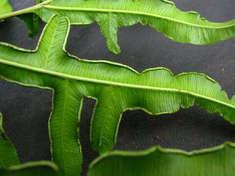 Sivun Pteris hillebrandii Copel. kuva