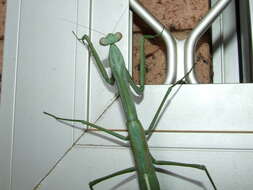 Image of Archimantis