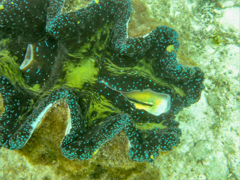 Image of Giant Clam