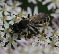 Plancia ëd Crabro cribrarius (Linnaeus 1758)