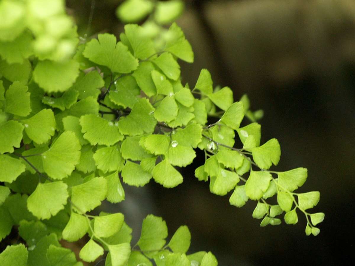 Слика од Adiantum