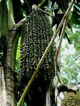 Image of fishtail palm