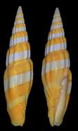 Image of Turbinelloidea Rafinesque 1815