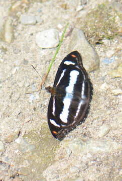 Image of Nymphalidae