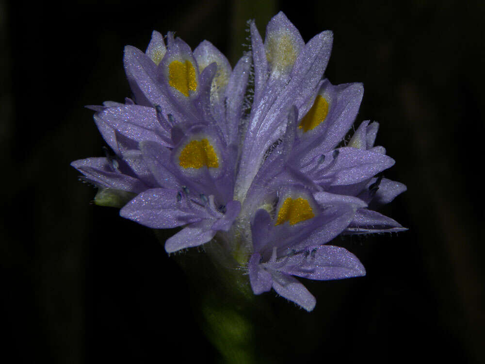 Image of Tropical Pickerelweed