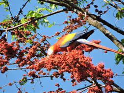 Image of macaws