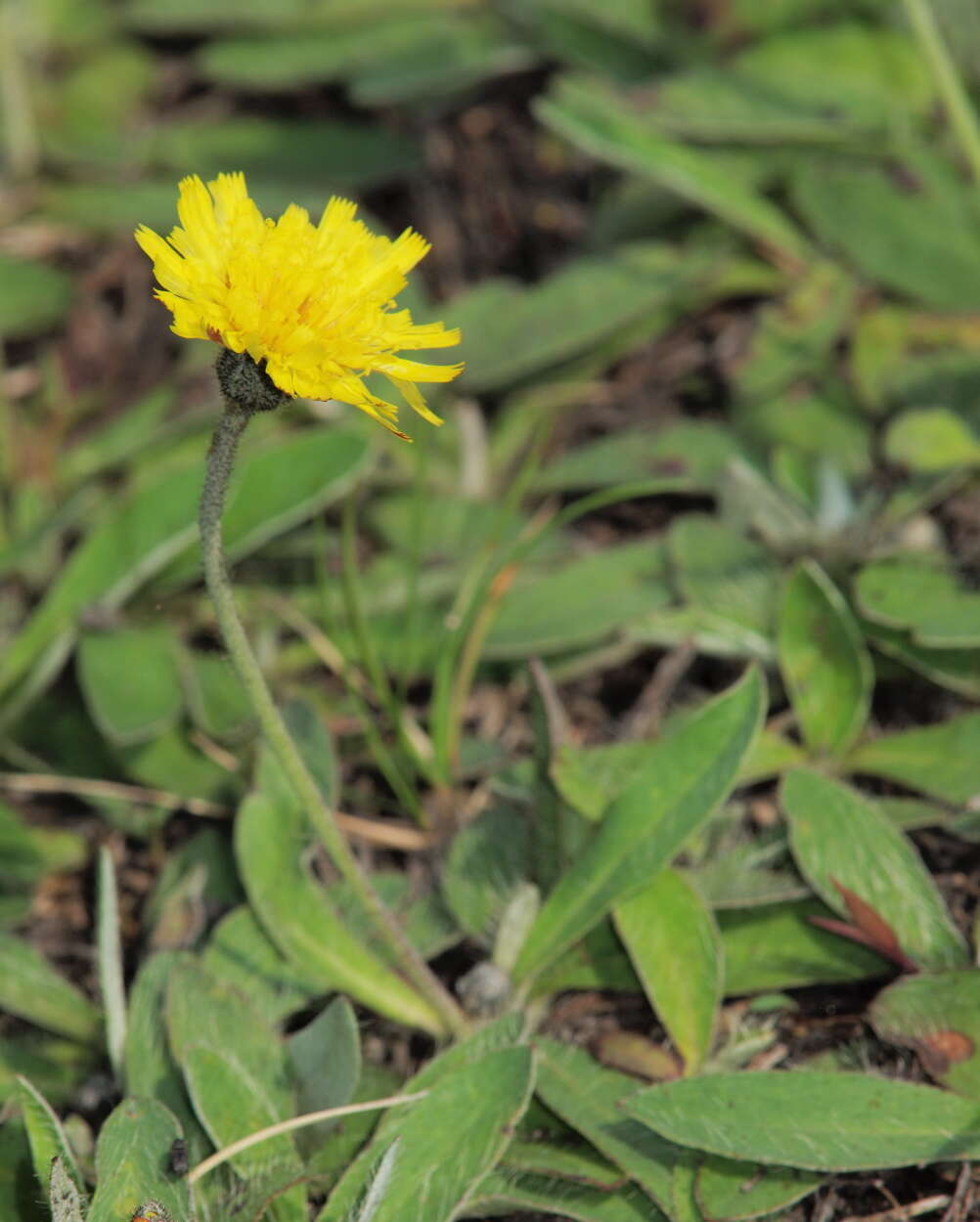 Image of Hawkweeds