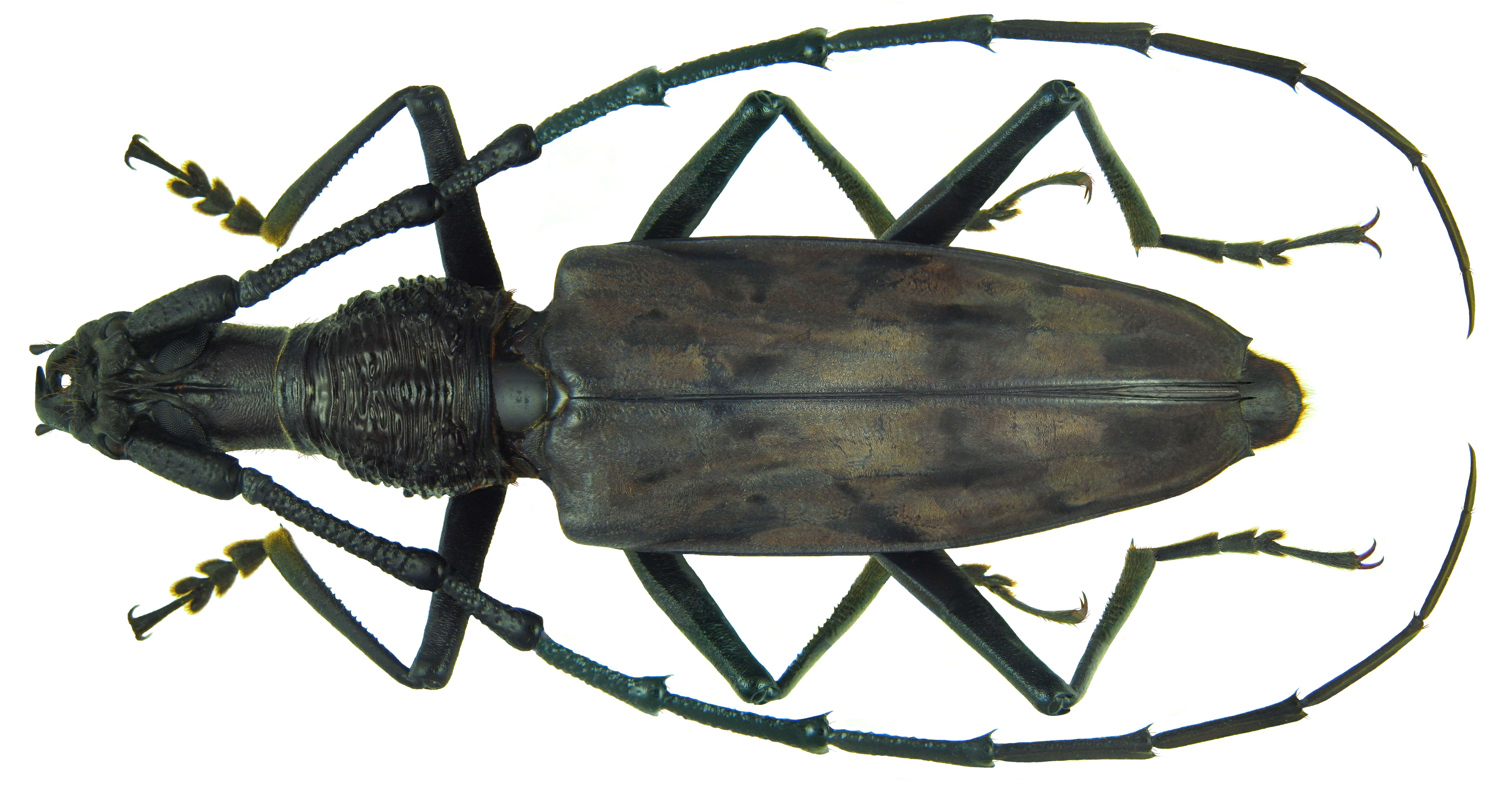 Image of Hoplocerambyx