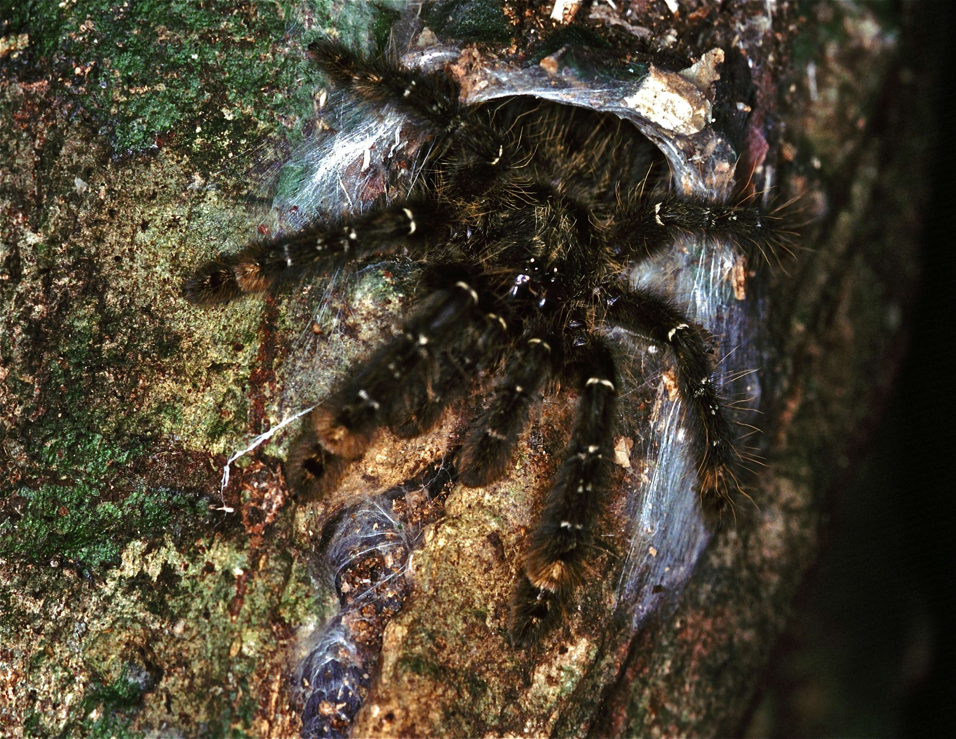 Image of Stromatopelma