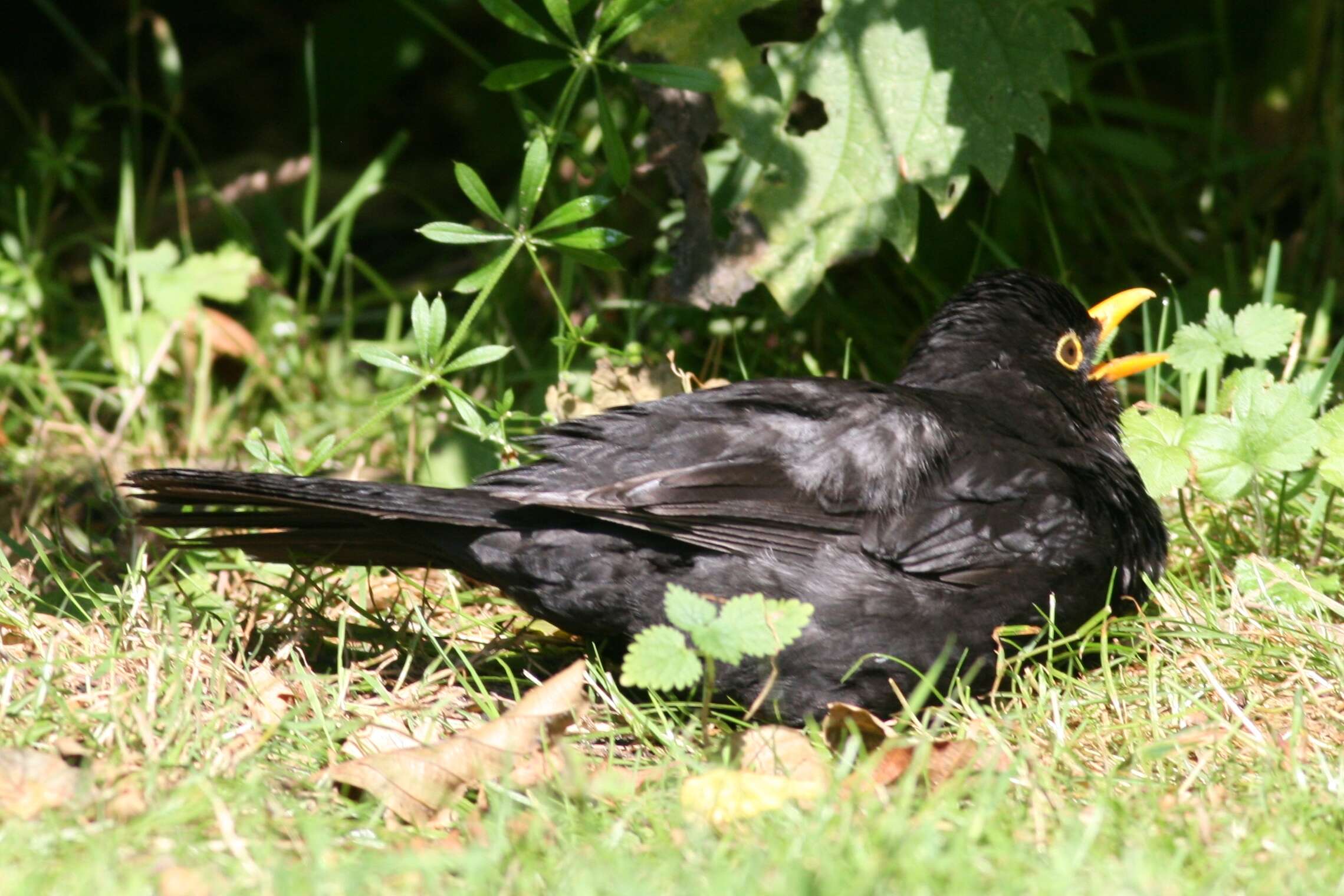 Turdus merula merula Linnaeus 1758的圖片