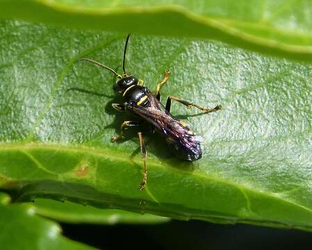 Image de Lestiphorus Lepeletier 1832