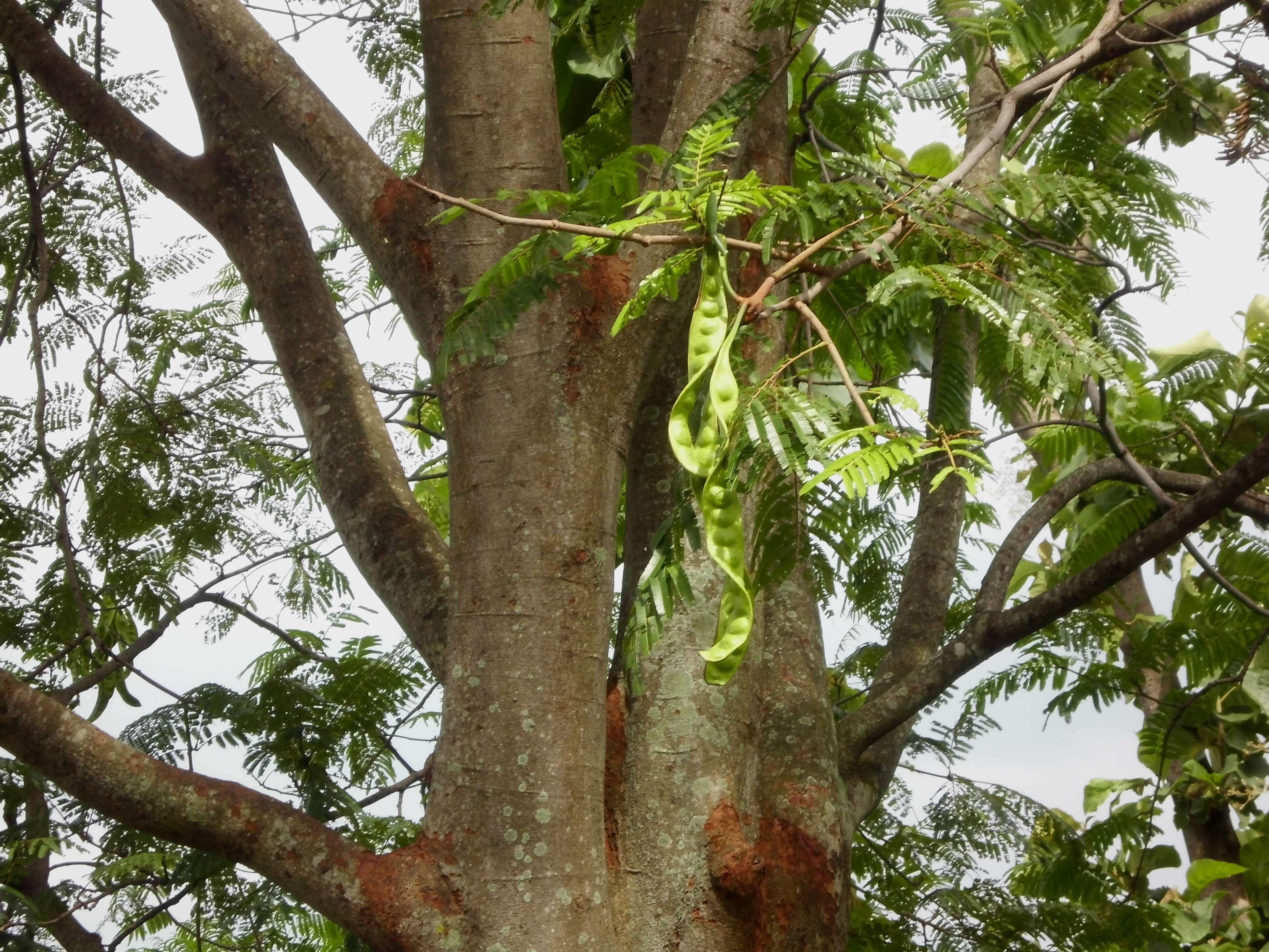 Image of parkia