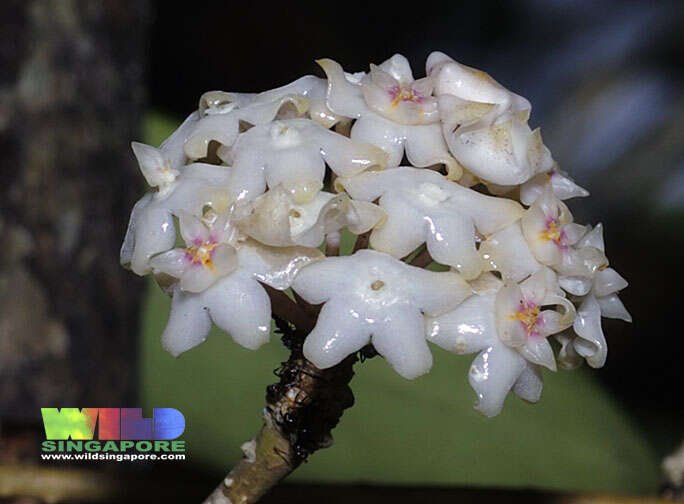 Image of Waxflowers