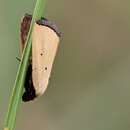 Image of Black-bordered Lemon Moth
