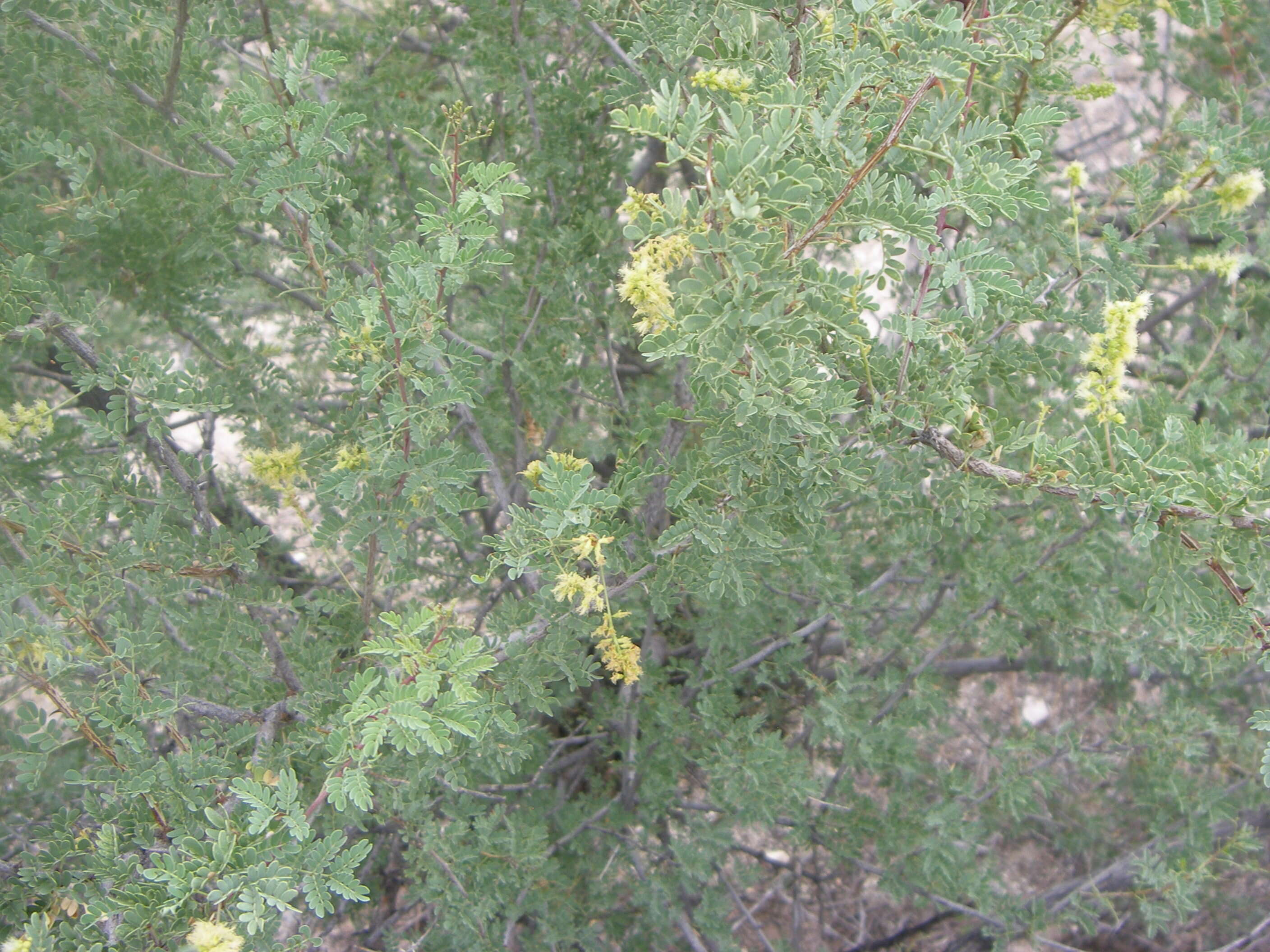 Image of acacia