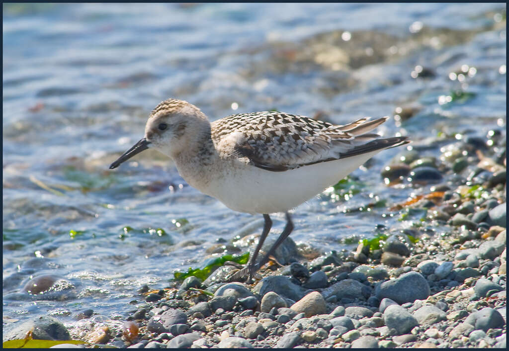 Image of Calidris Merrem 1804