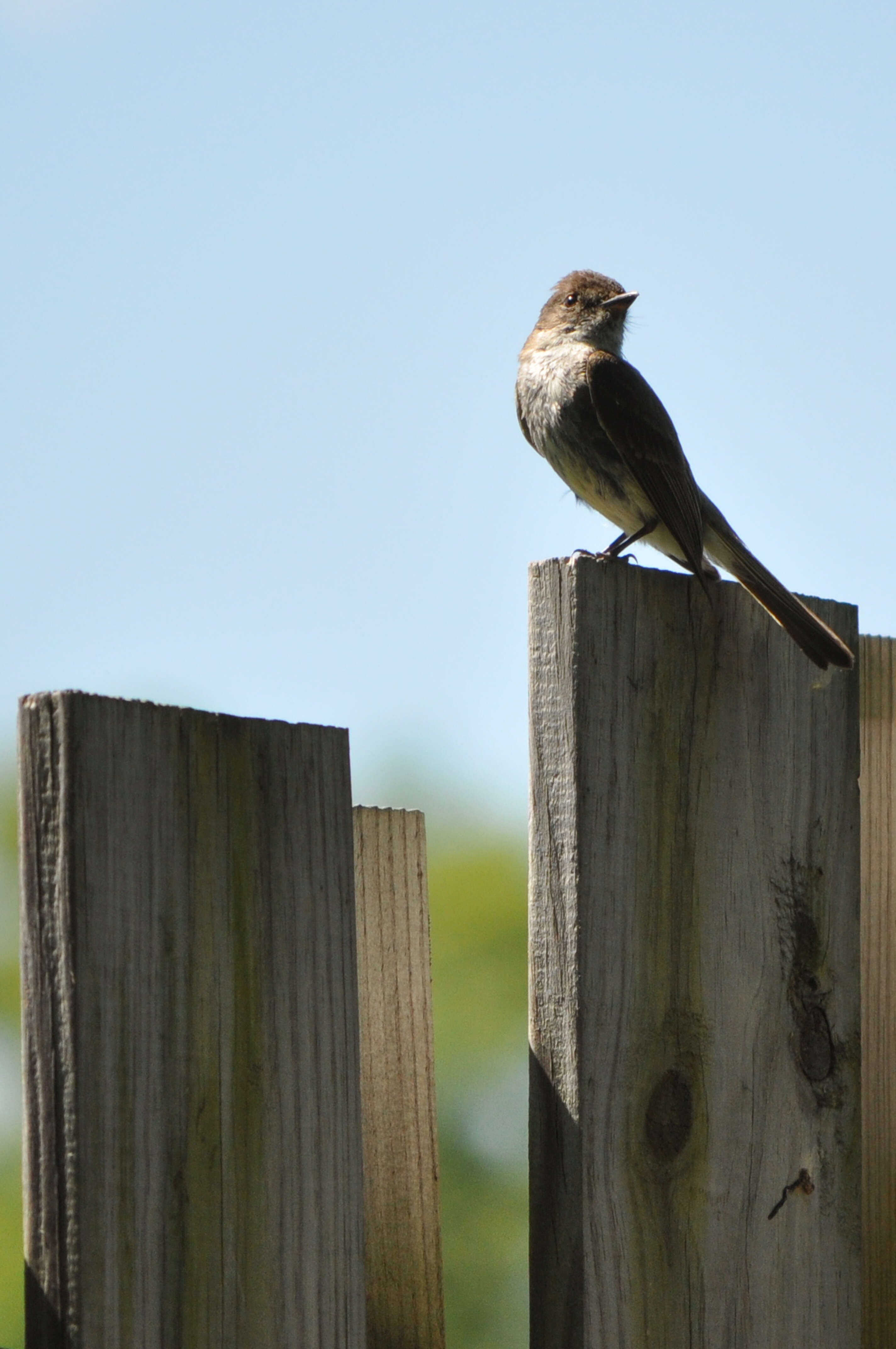 Image of phoebe