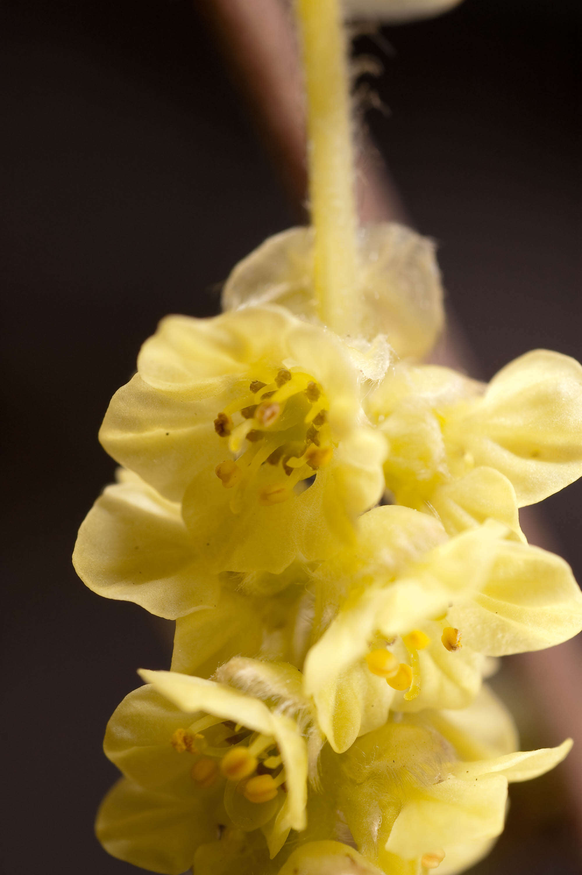 Image of winter hazel