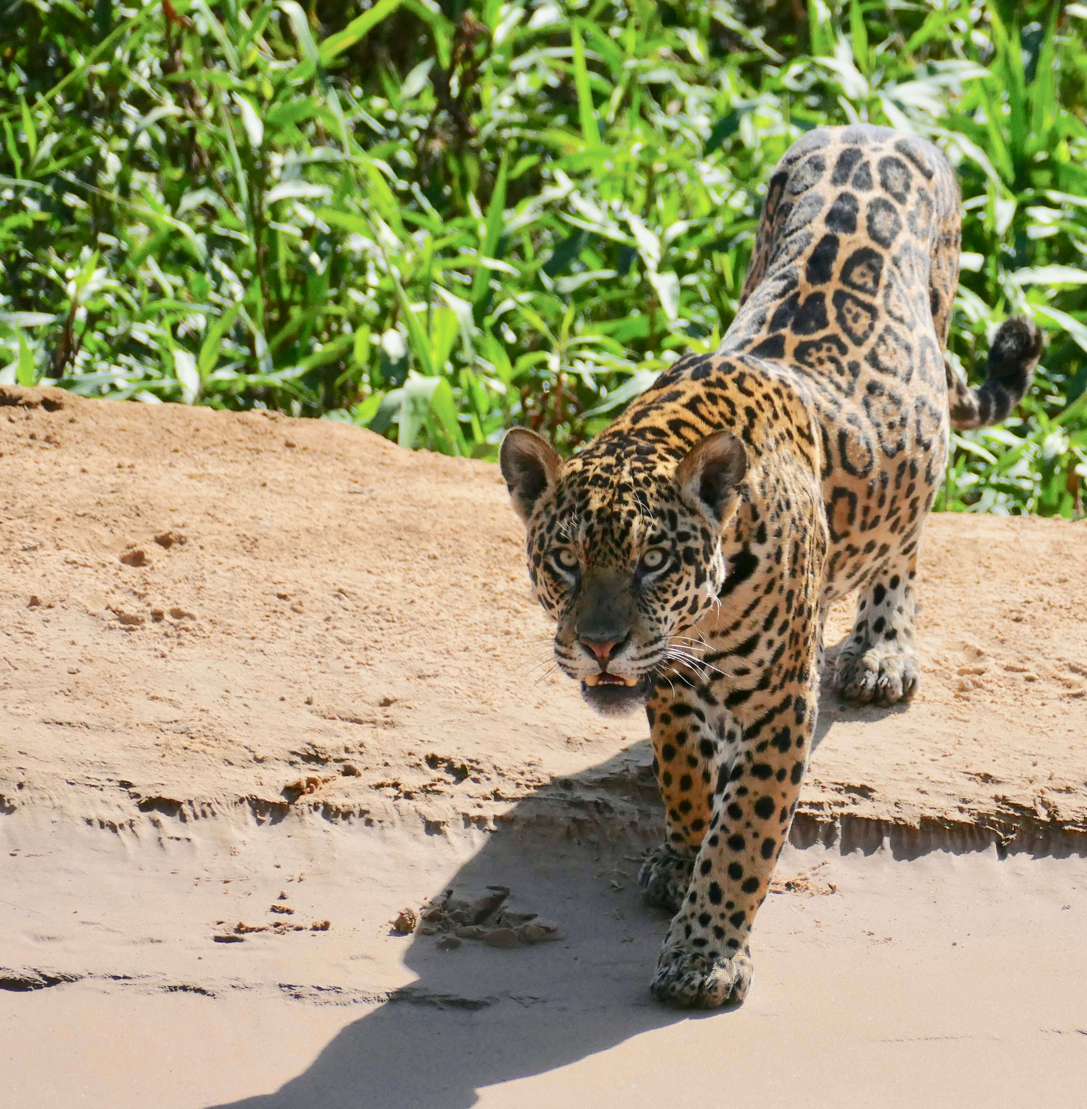 Image of big cats