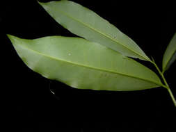 Image of pleodendron