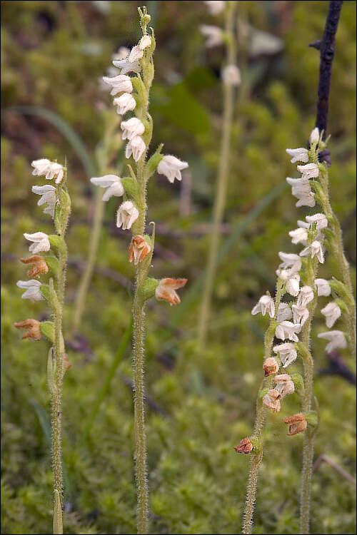 Image of Rattlesnake plantain