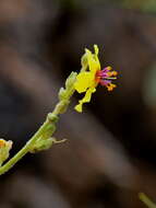 Слика од Verbascum sinuatum L.