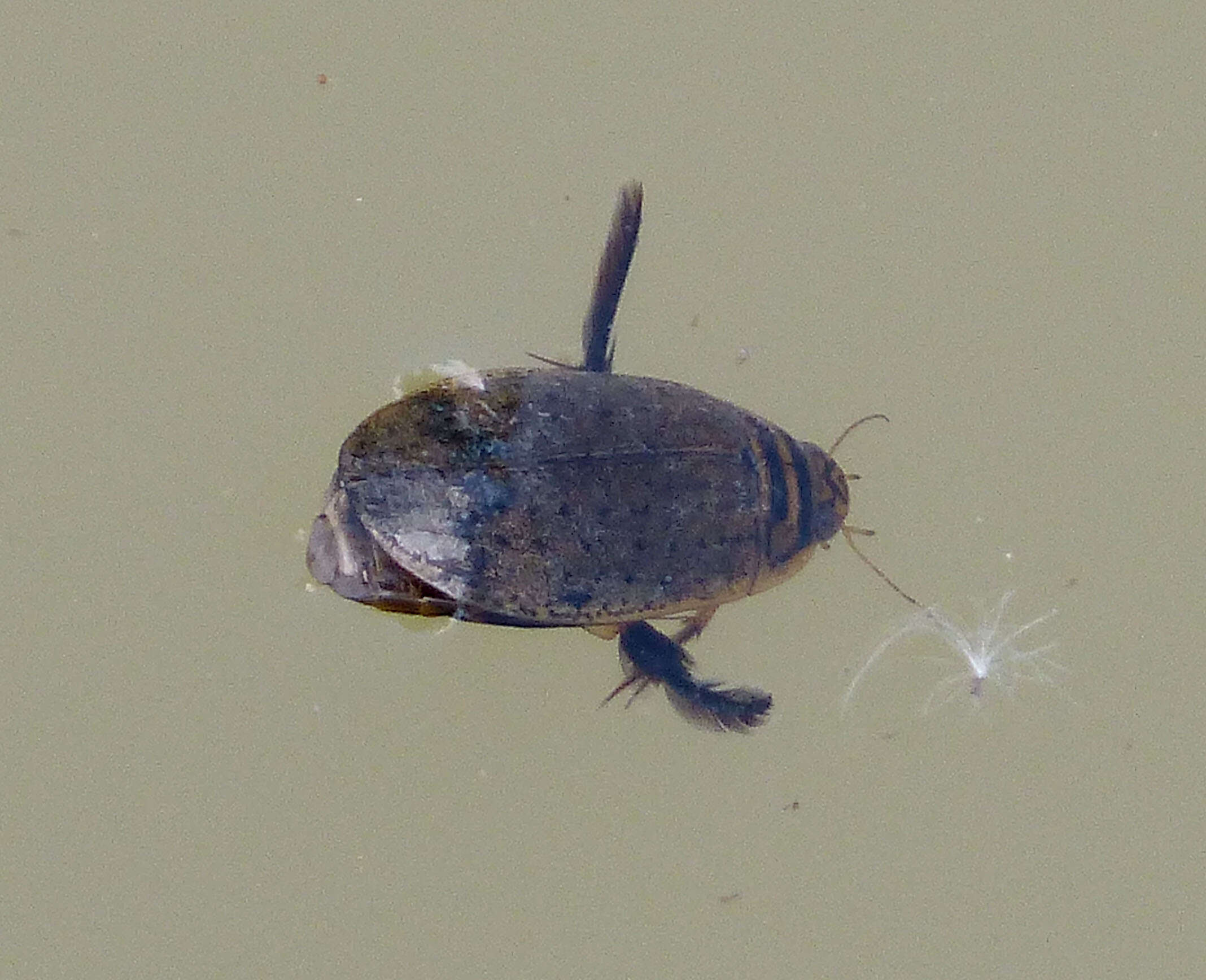 Image of Grooved Diving Beetle