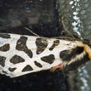 Image of Cymbalophora pudica Esper 1784