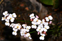 Image de Stylidium junceum R. Br.