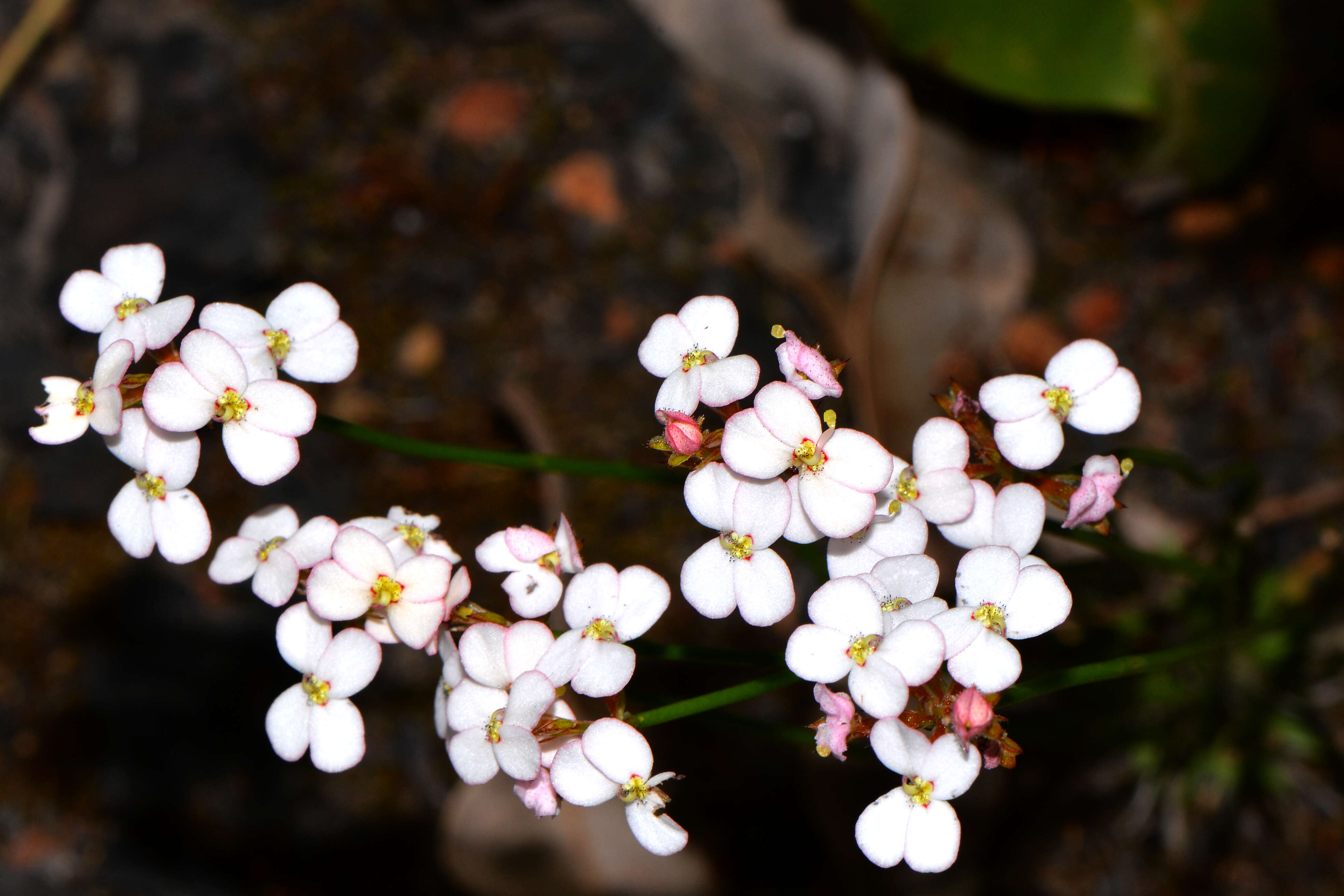 Image of Stylidium junceum R. Br.