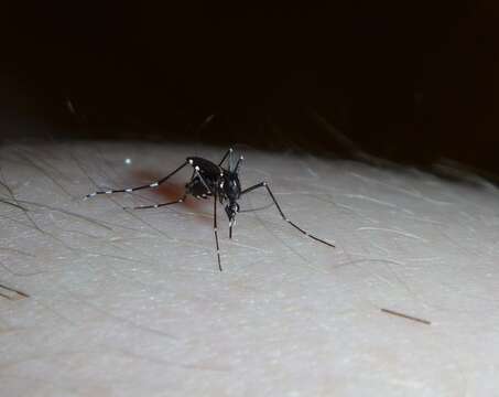 Image of mosquito