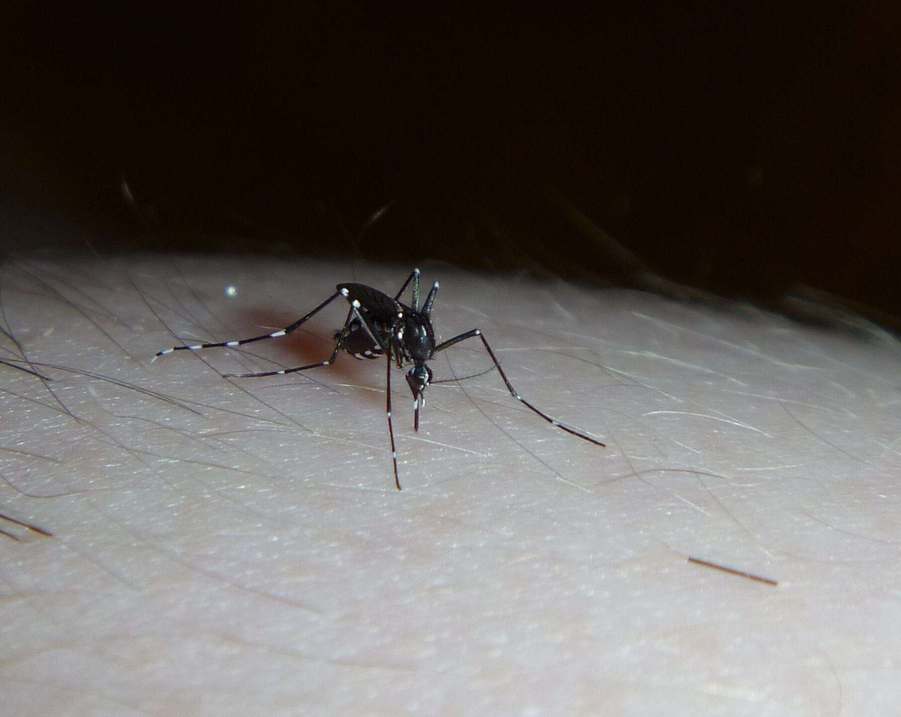 Слика од Aedes