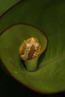 Image of African tree frogs