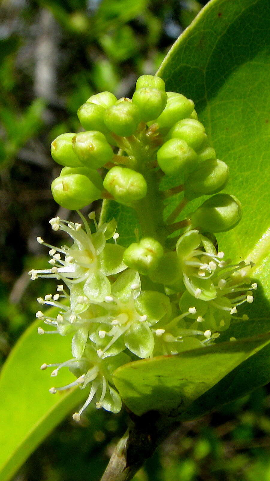 Image of Polygonaceae