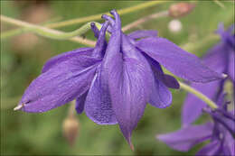 Image of Einsele's columbine