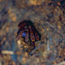 Image of Blue Fang Skeleton Tarantula