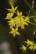 Image of Bupleurum veronense Turra