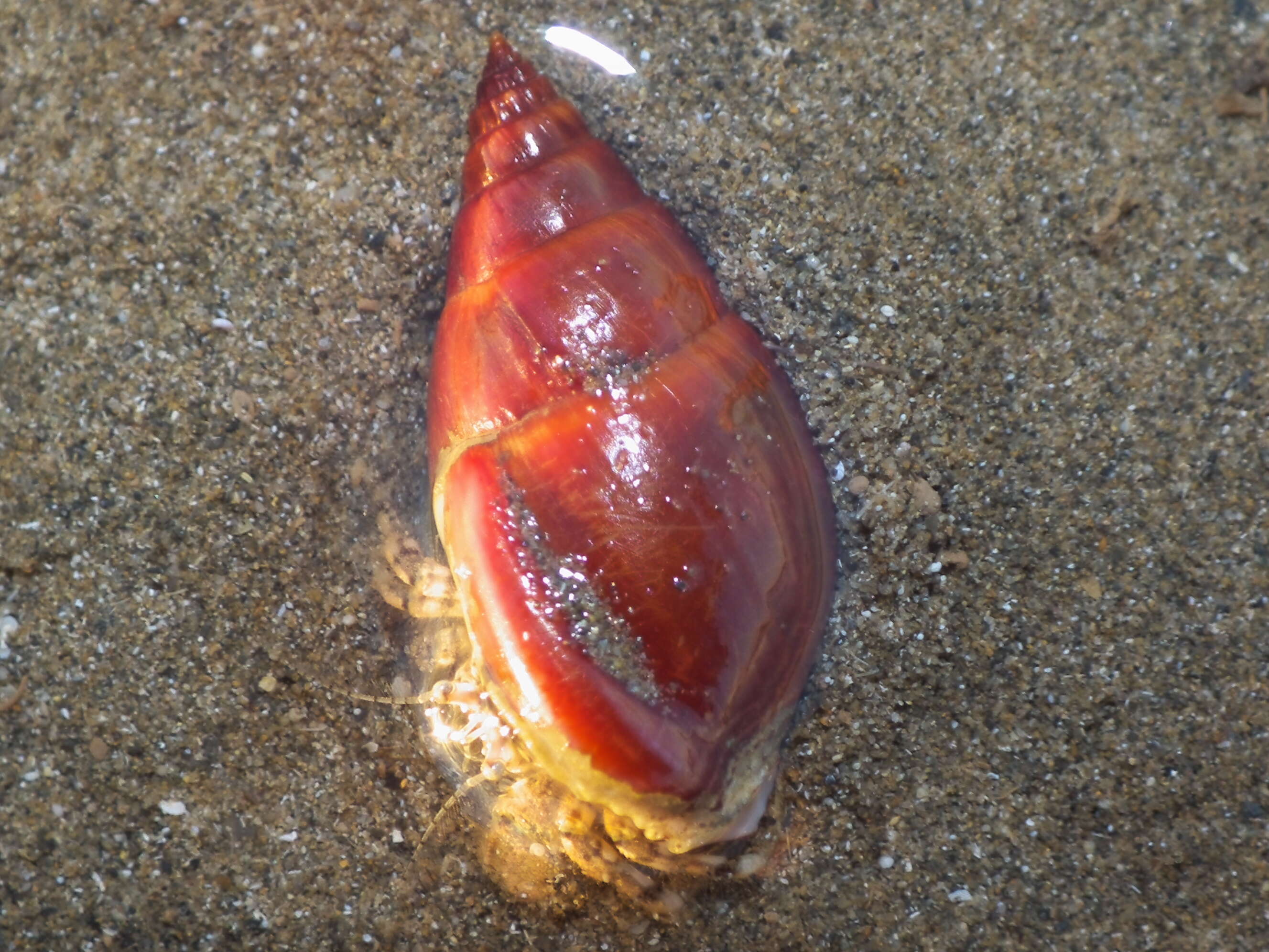 Image of nassa mud snails