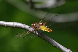 Image of skimmers