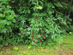 Imagem de Sambucus racemosa L.