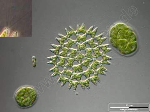 Image of Pediastrum Meyen 1829