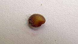 Image of Solanum rupincola Sendtn.