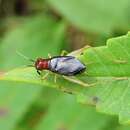 Слика од Phyllopalpus pulchellus Uhler 1864