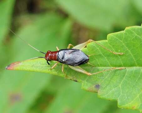 Слика од Phyllopalpus