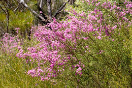 Imagem de Kunzea obovata N. B. Byrnes